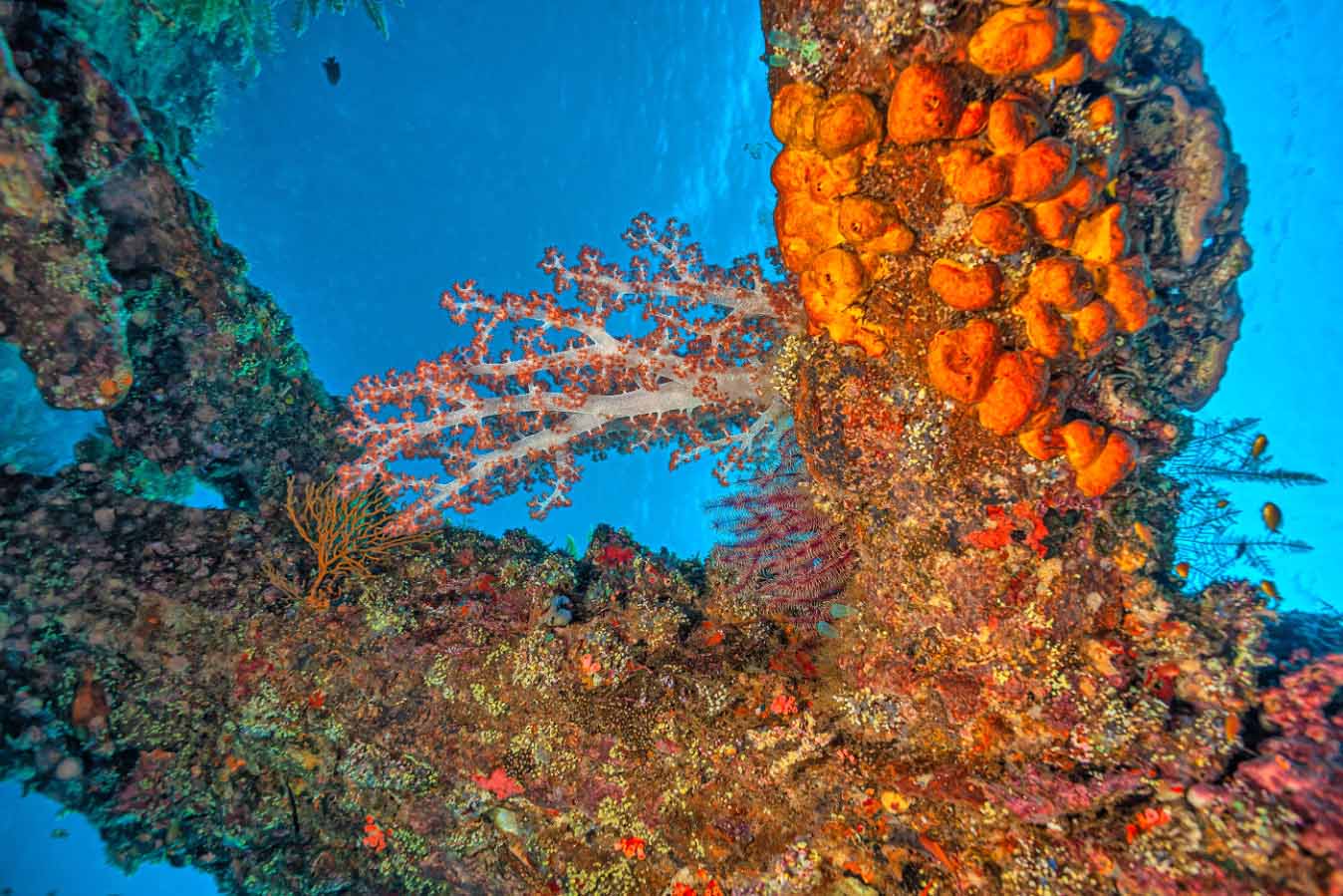 Anchor with marine life around the Liberty shipwreck dive site in Amed, Bali.