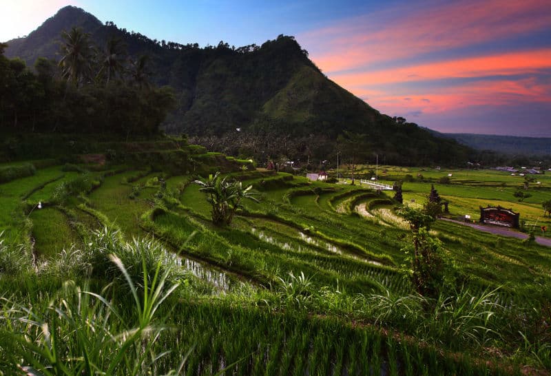 Rice paddy fields in Amed designated as Green Zone land